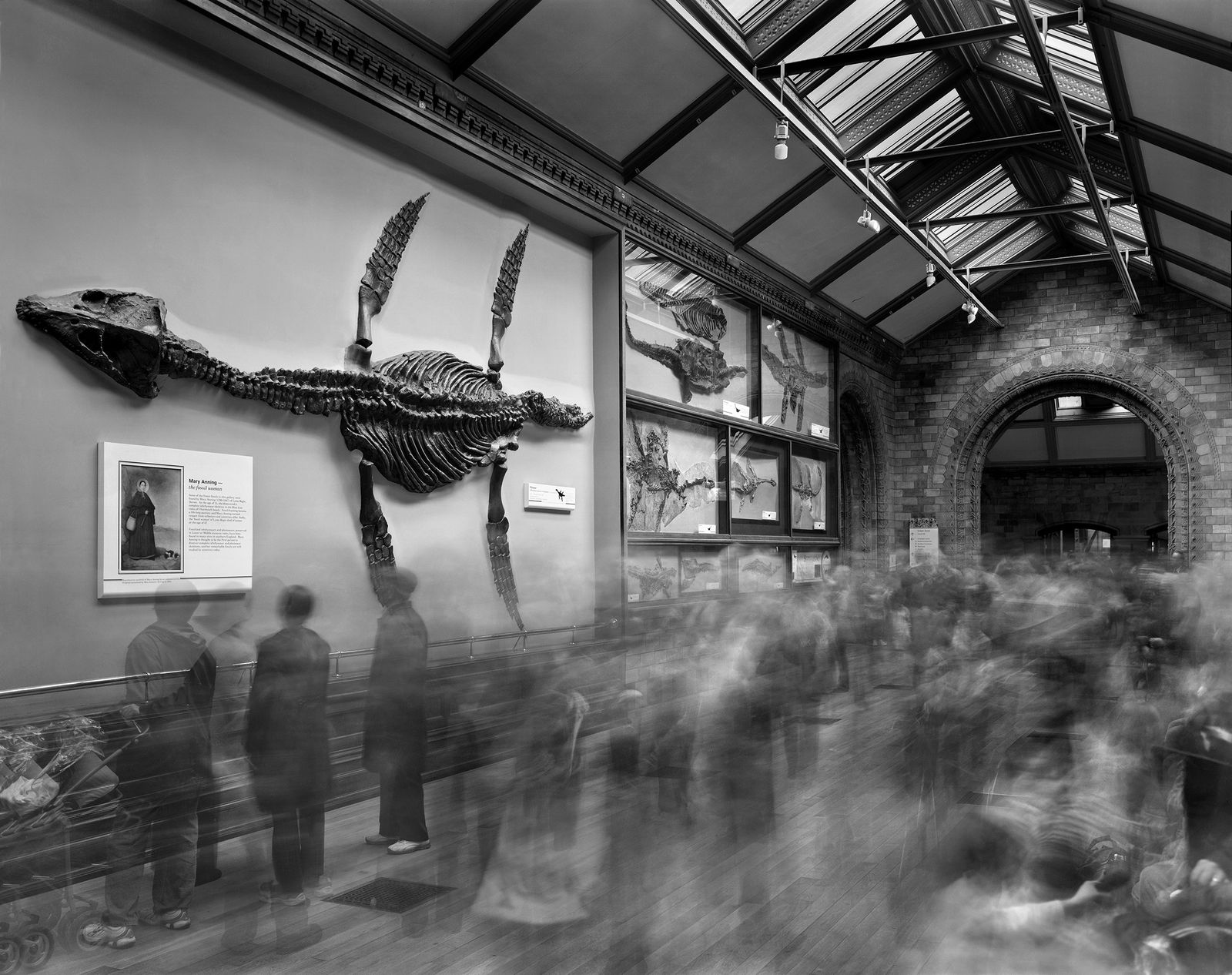 Matthew Pillsbury, Fossils, Museum of Natural History, London (TV07268), 2007