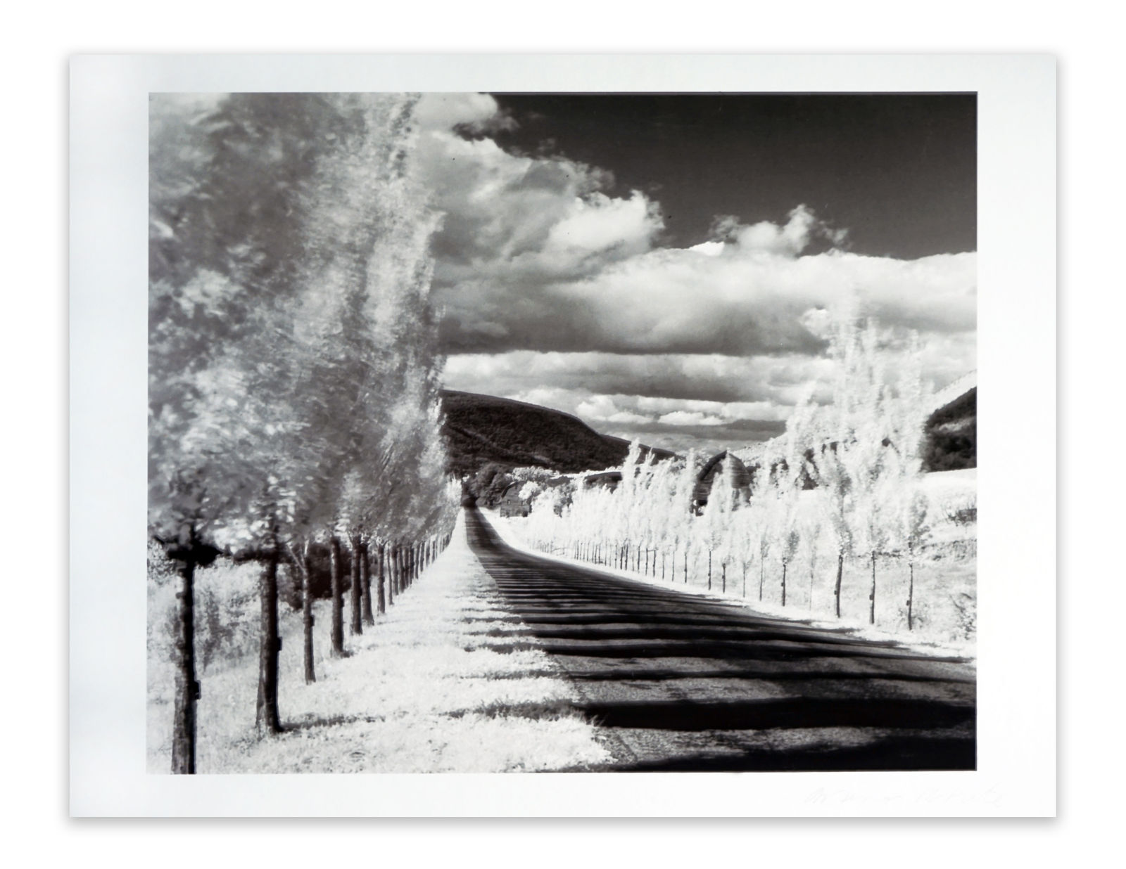 Minor White, Road and Poplar Trees, Naples, New York, 1955