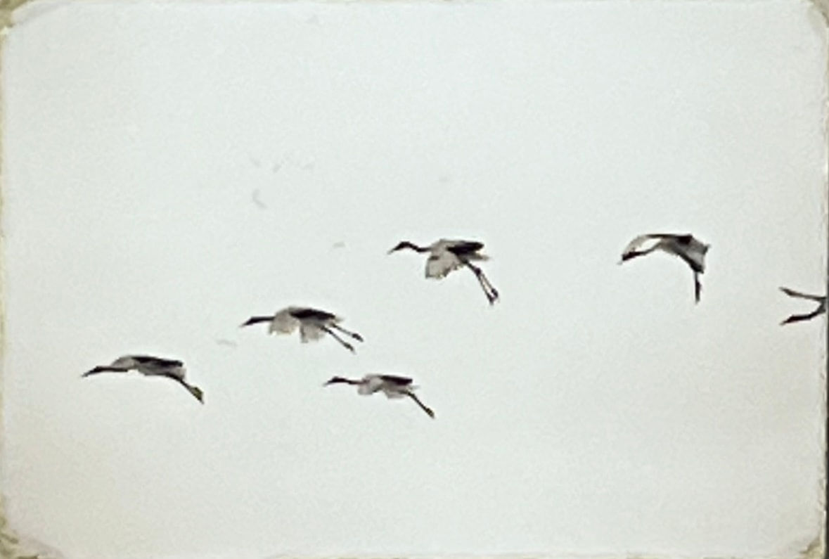 Yamamoto Masao, Nakazora #1171, 2007