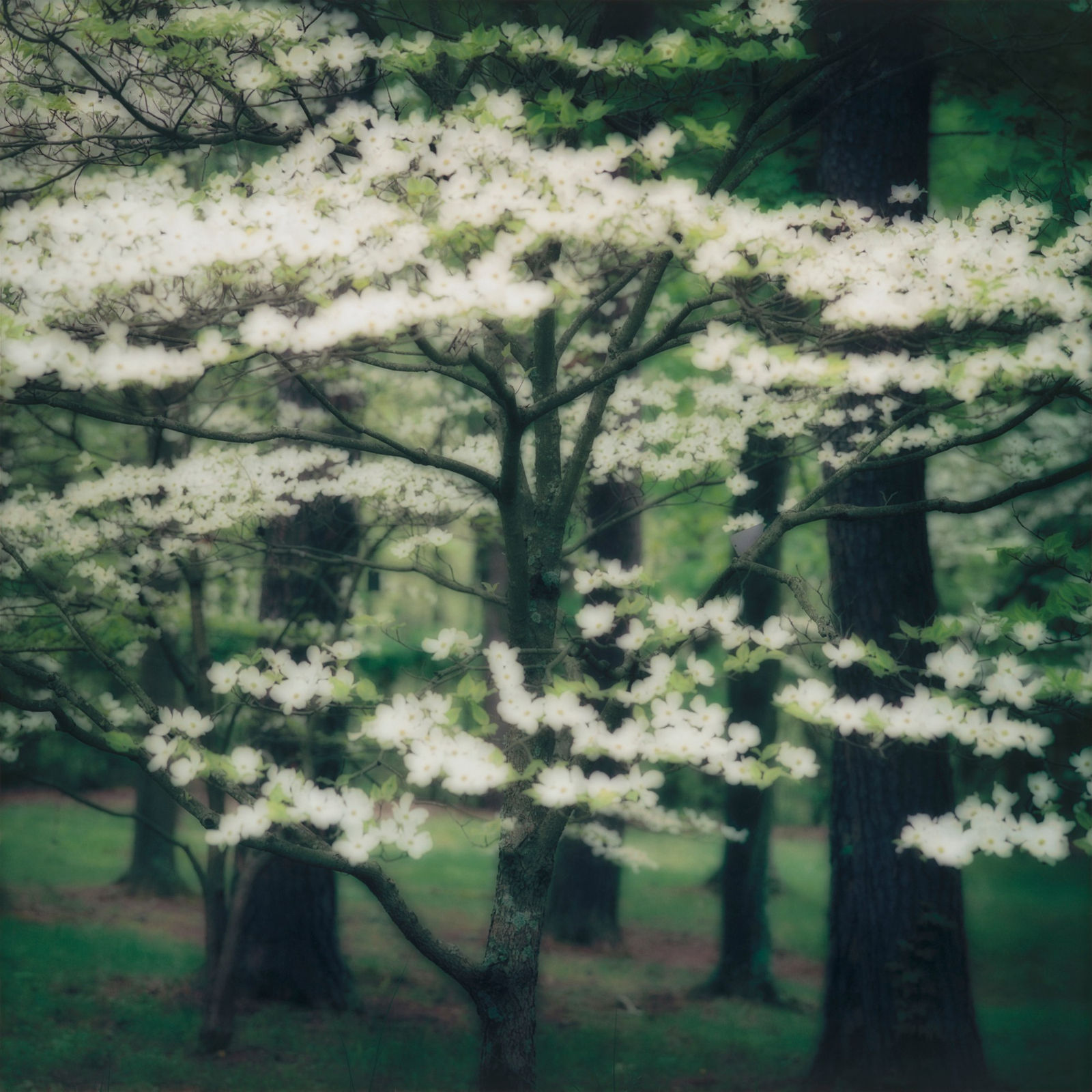 Lynn Geesaman, White Dogwood, Kentucky, (4-03-32c-10), 2003