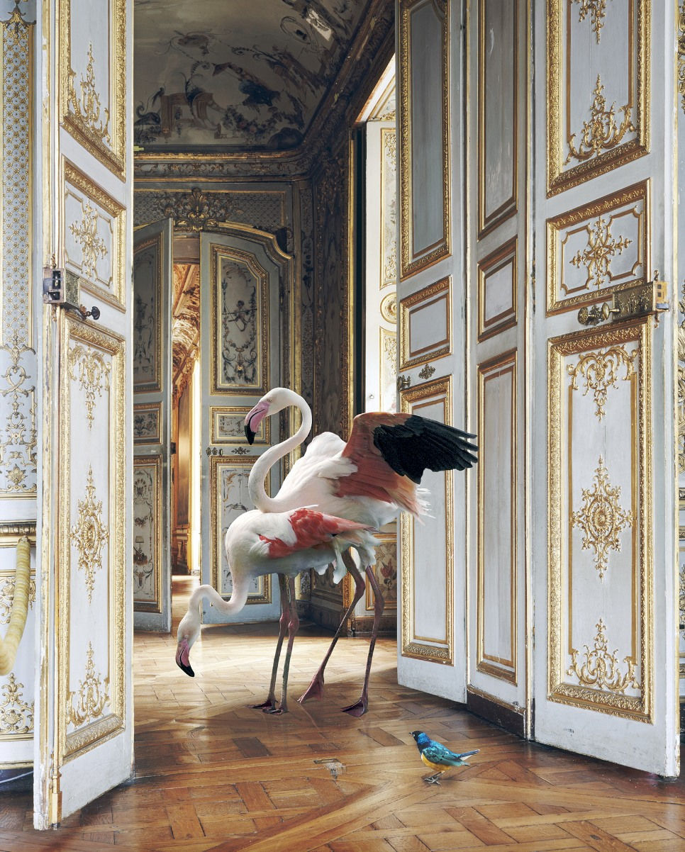 Karen knorr, The Grand Monkey Room (2), Château de Chantilly, 2006