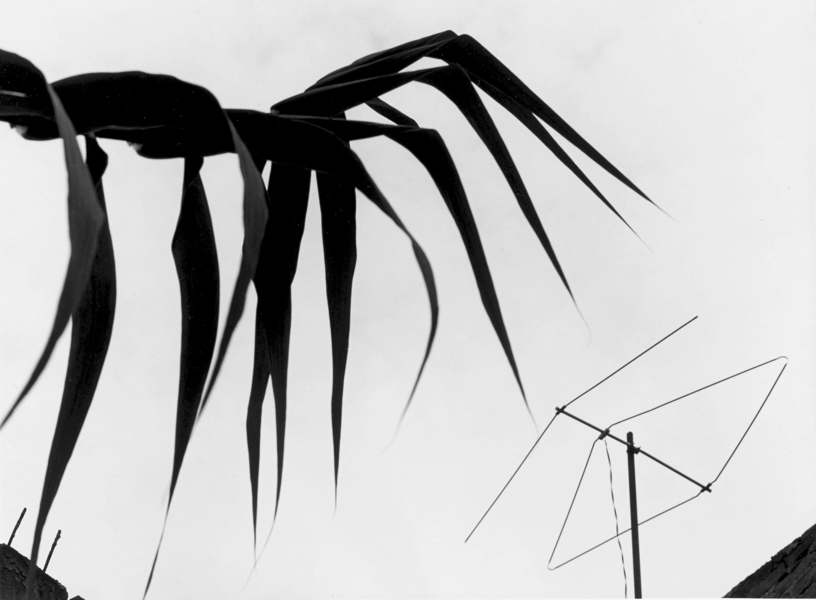 Manuel Álvarez Bravo, Carrizo y tele (Reed grass and television antenna), 1976