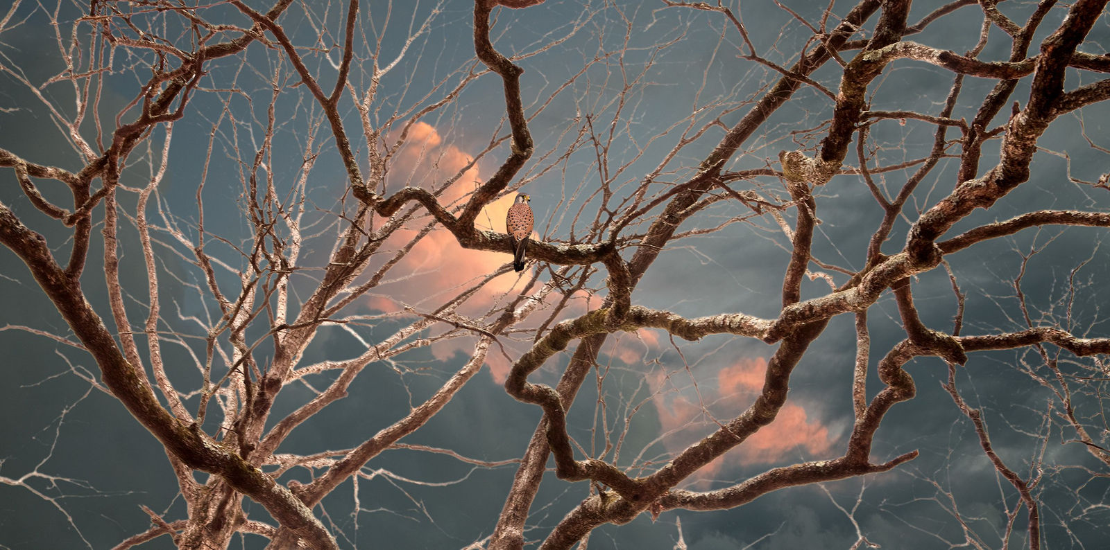 Todd Murphy, Untitled, Sovereign Tree (kestrel branches), 2009