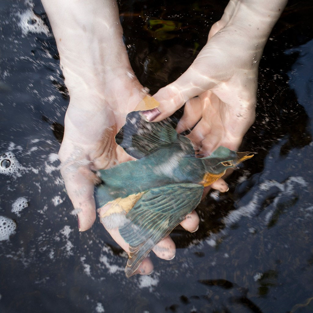 Cig Harvey, The Blue Bird, Rockport, Maine, 2014