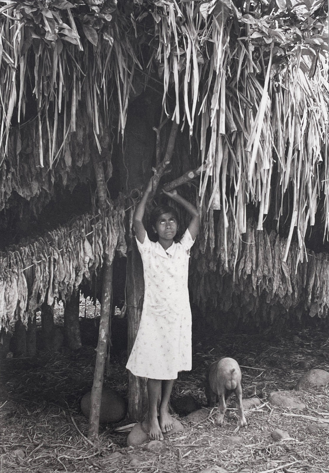 Manuel Álvarez Bravo, Platinum portfolio (portfolio of 10), 1927-1974