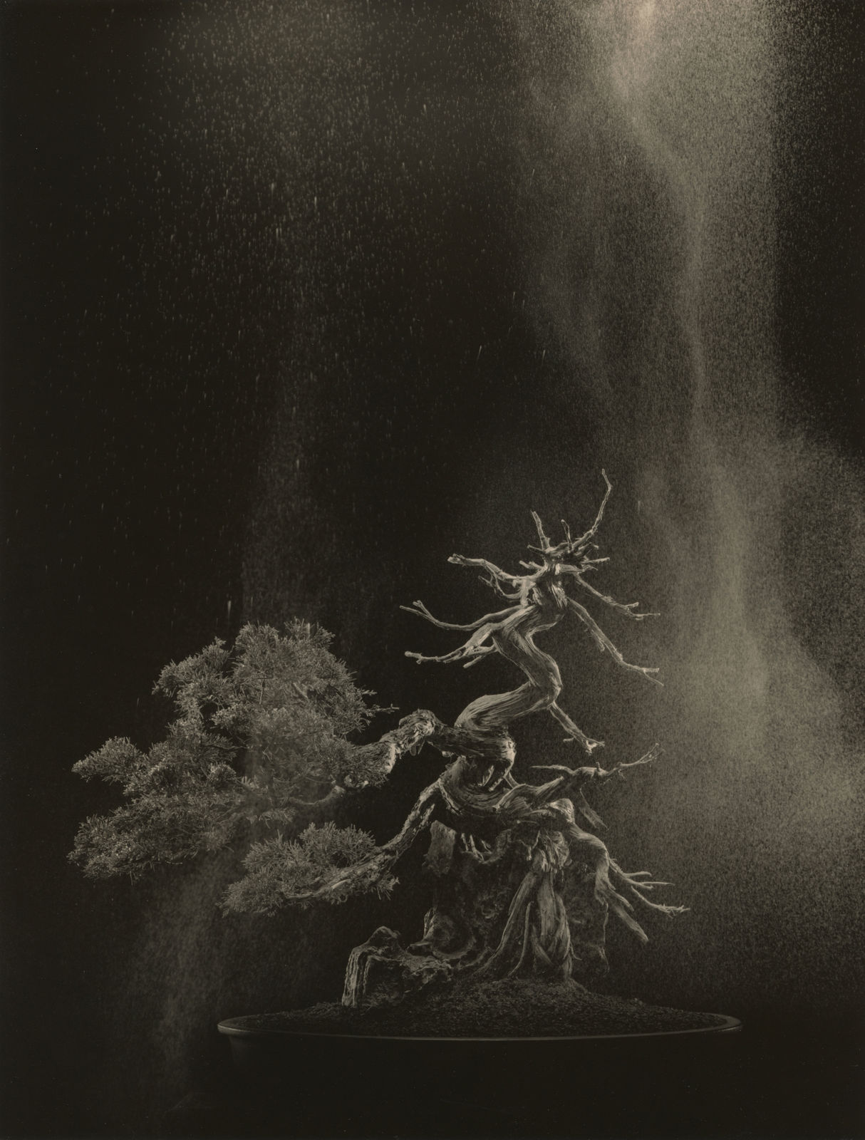 Yamamoto Masao, Bonsai #4042, 2019