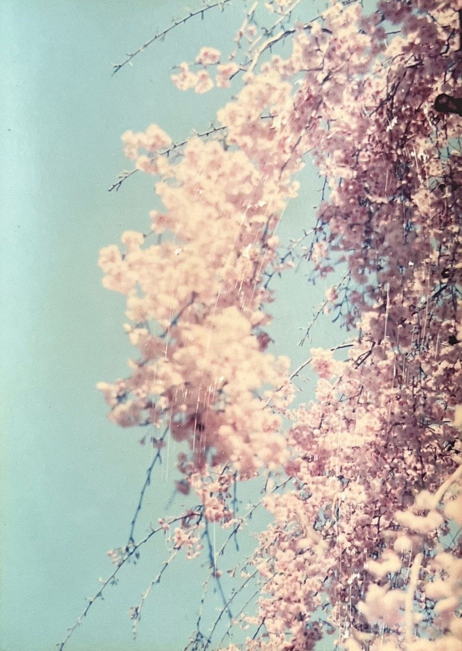 Yamamoto Masao, Nakazora #1016