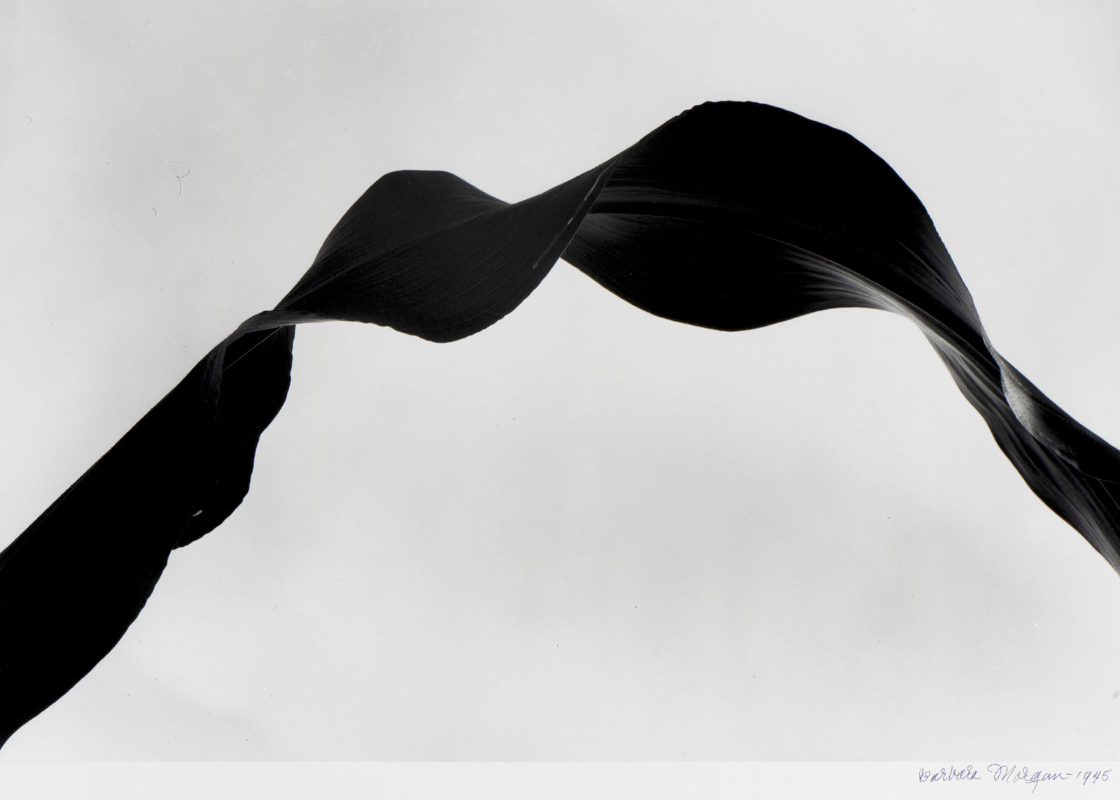 Barbara Morgan, Corn Leaf Rhythm, 1945