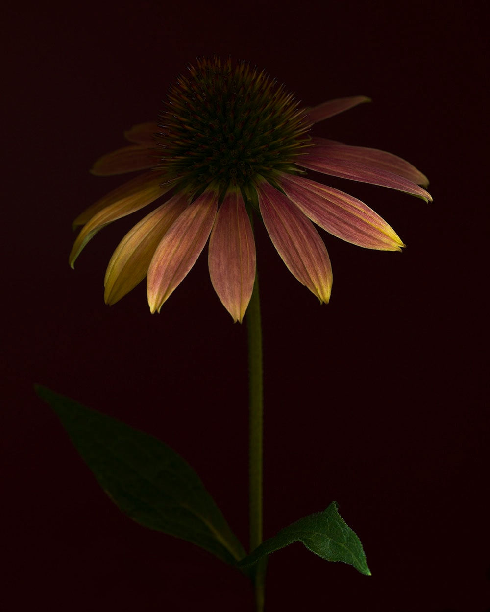 Ron Van Dongen, Echinacea ‘Sundown’ (RSL044), 2015