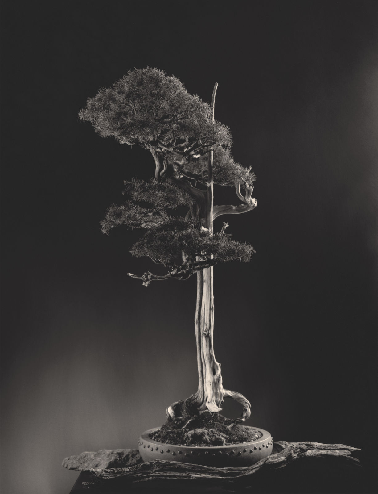 Yamamoto Masao, Bonsai #4030, 2019