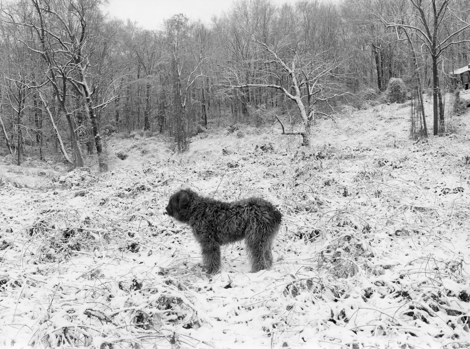 Mark Steinmetz, Clover, Athens, Georgia, 1996