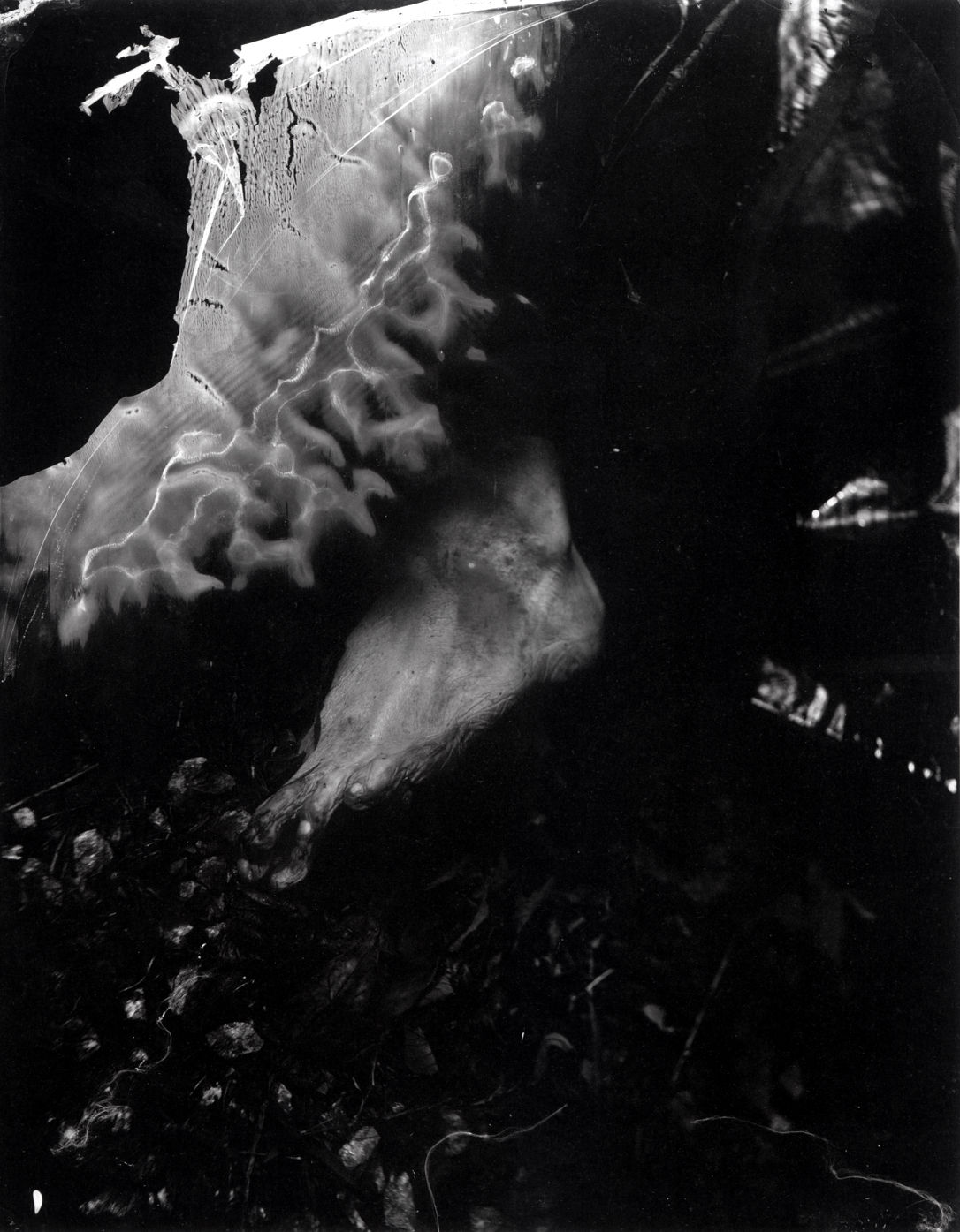 Sally Mann, Untitled (Body Farm #7), 2000