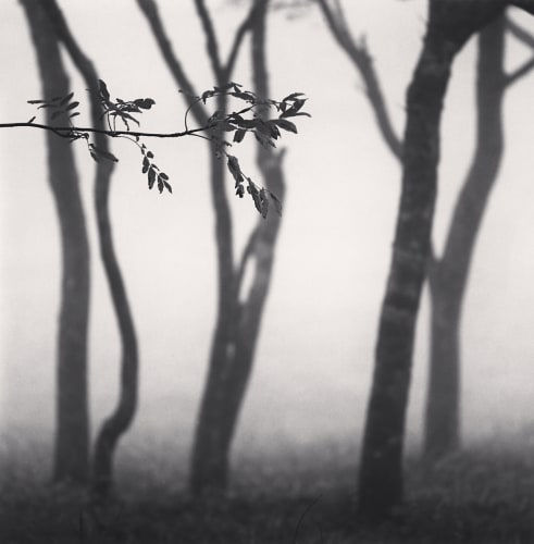 Michael Kenna, Chikiu Cape Trees, 2002