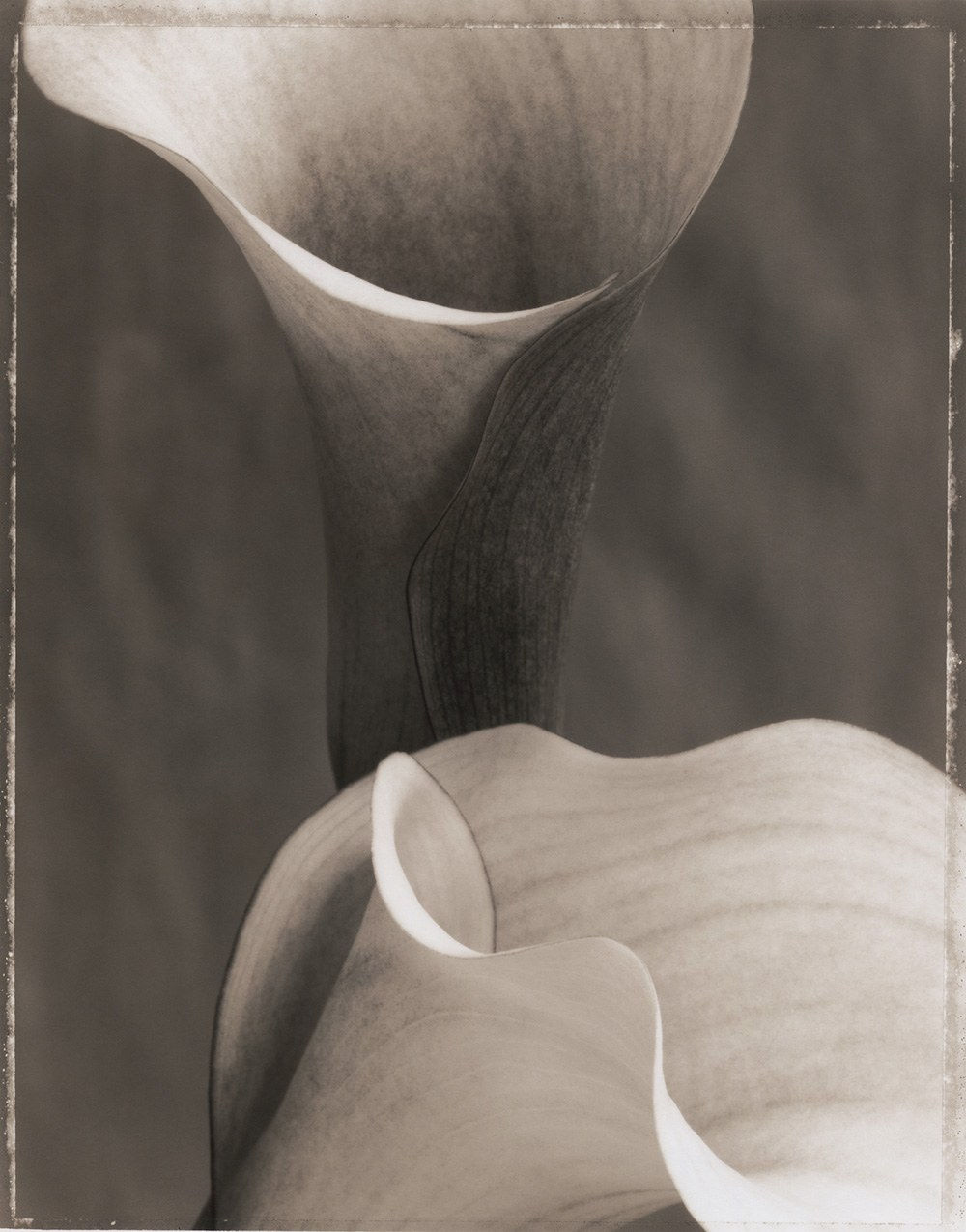 Ron Van Dongen, Zantedeschia 'Neroli' (SL19X), 1997