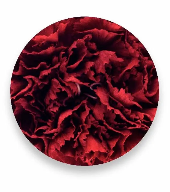 Sinje Dillenkofer, Carnation Series