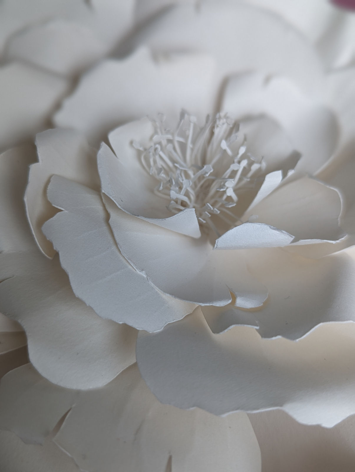 Rachel Shaw Ashton, We Love You So Much – Damask Rose Rose