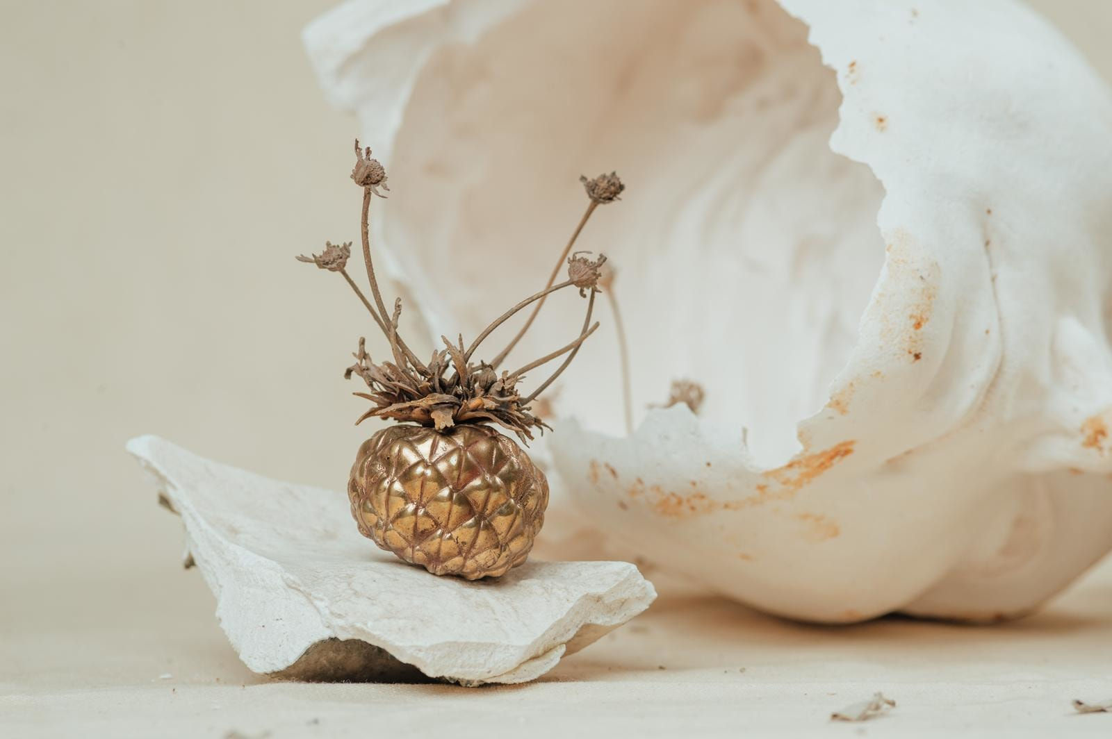 Robyn Neild, Small Seed Pod