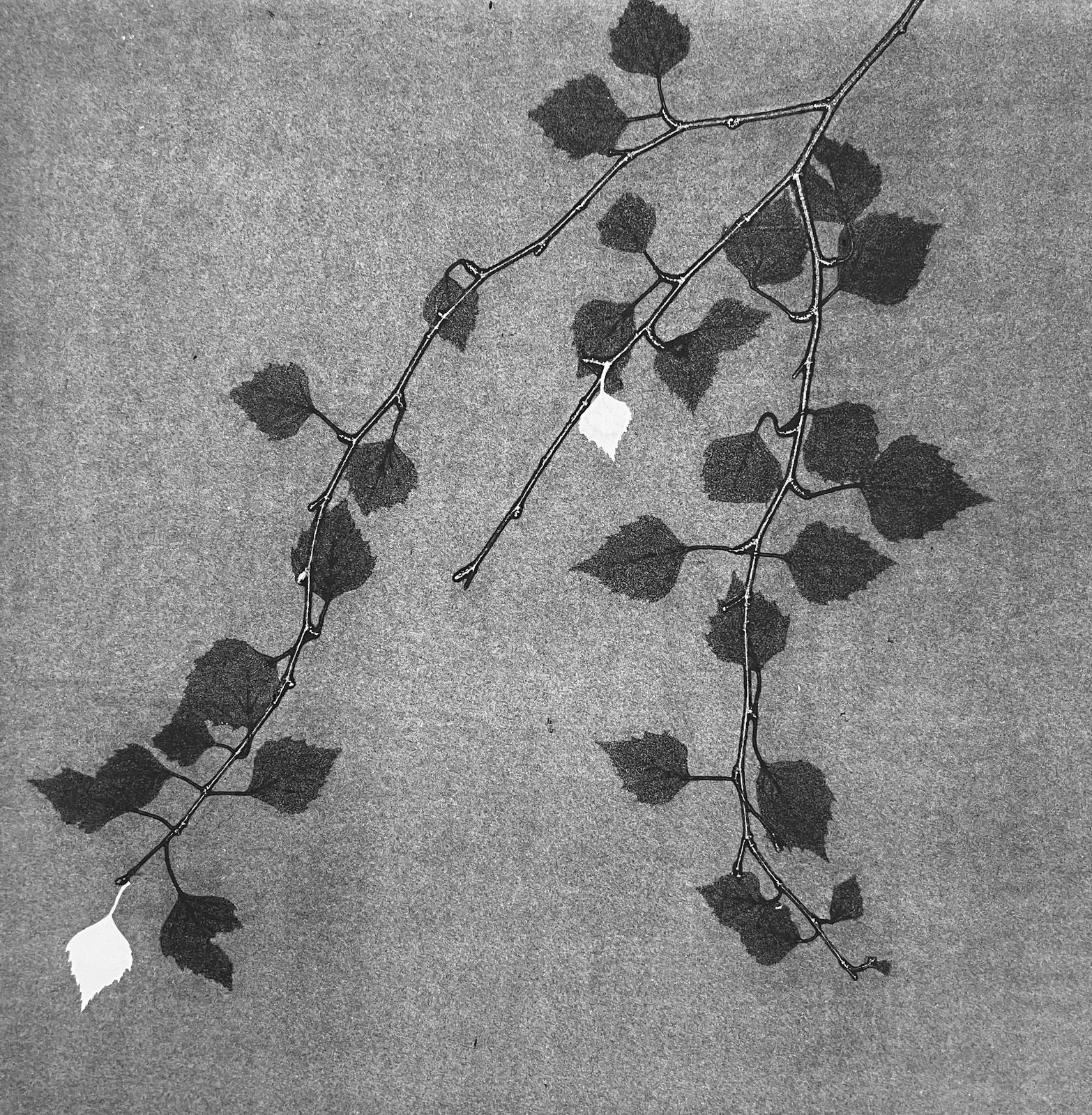 Patricia Swannell, Salix