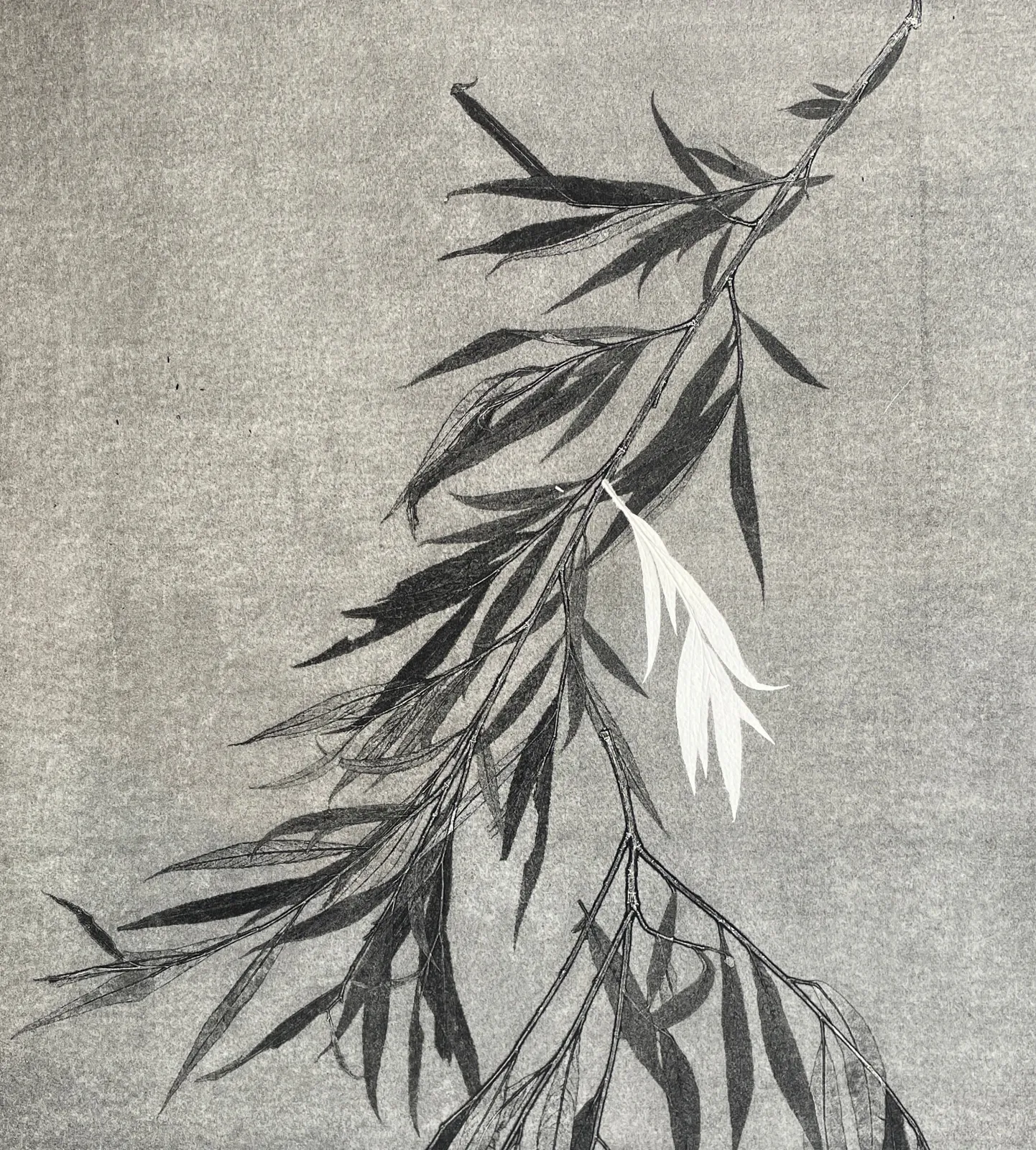 Patricia Swannell, Salix