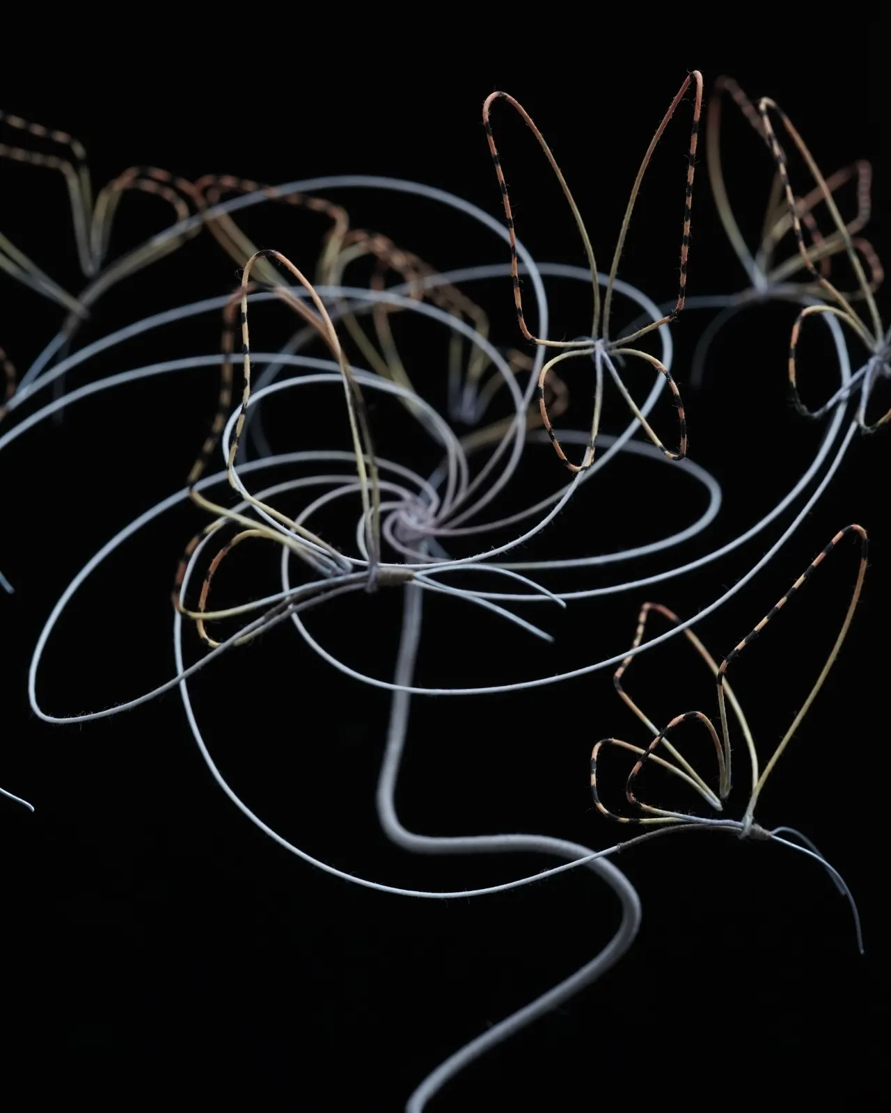 Bridget Bailey, Flowers and Grasses