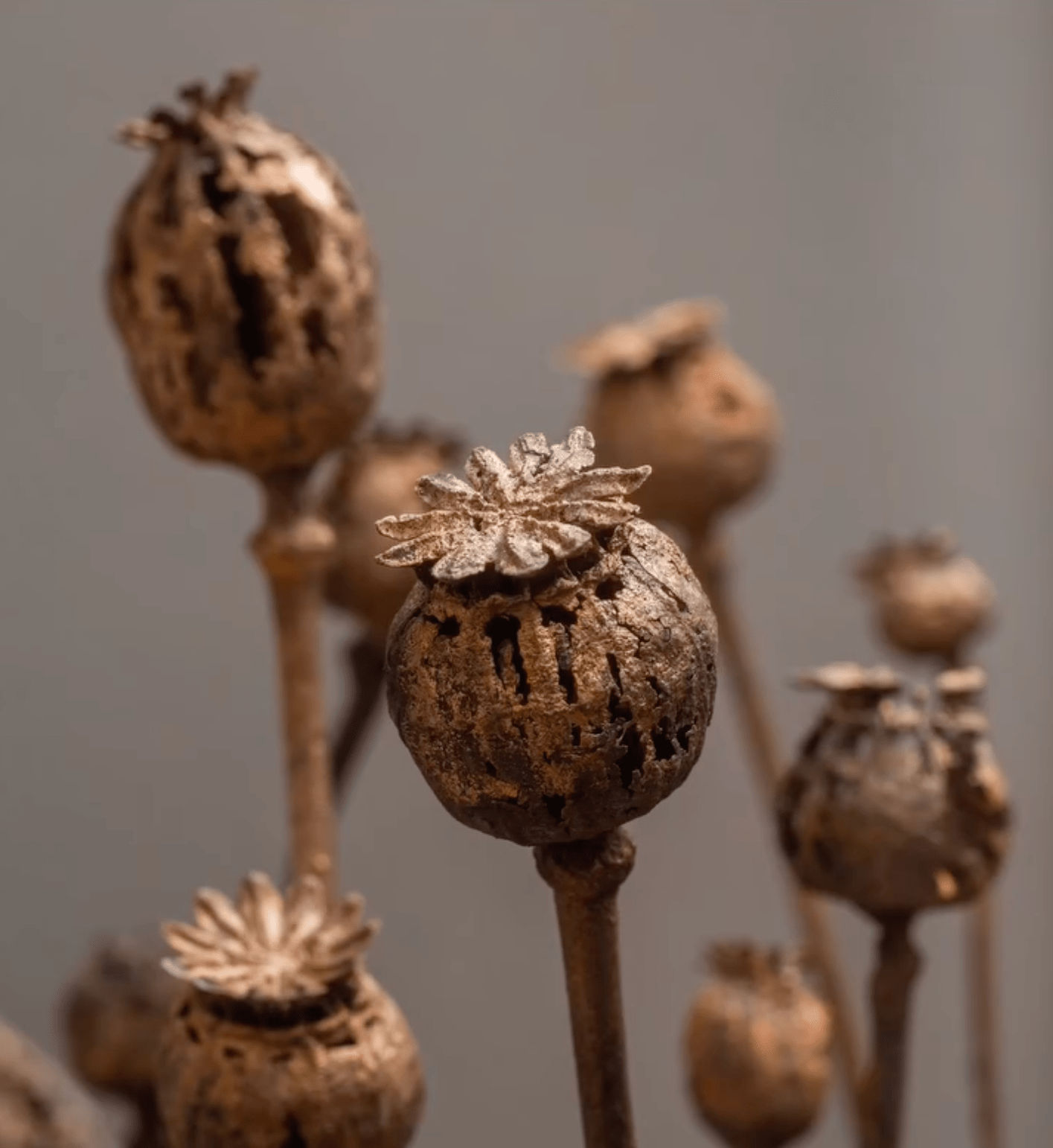 Robyn Neild, Poppies