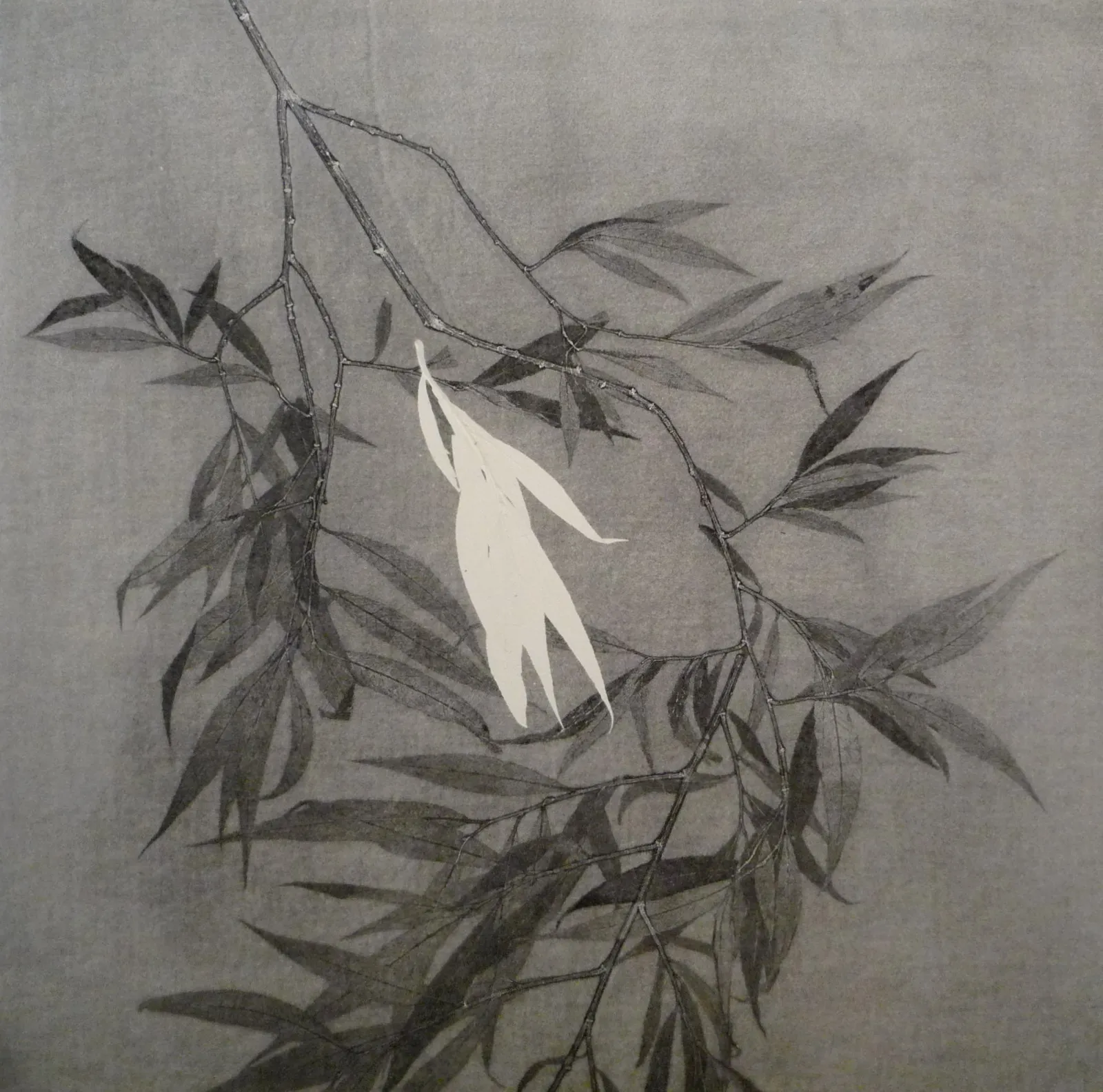 Patricia Swannell, Salix