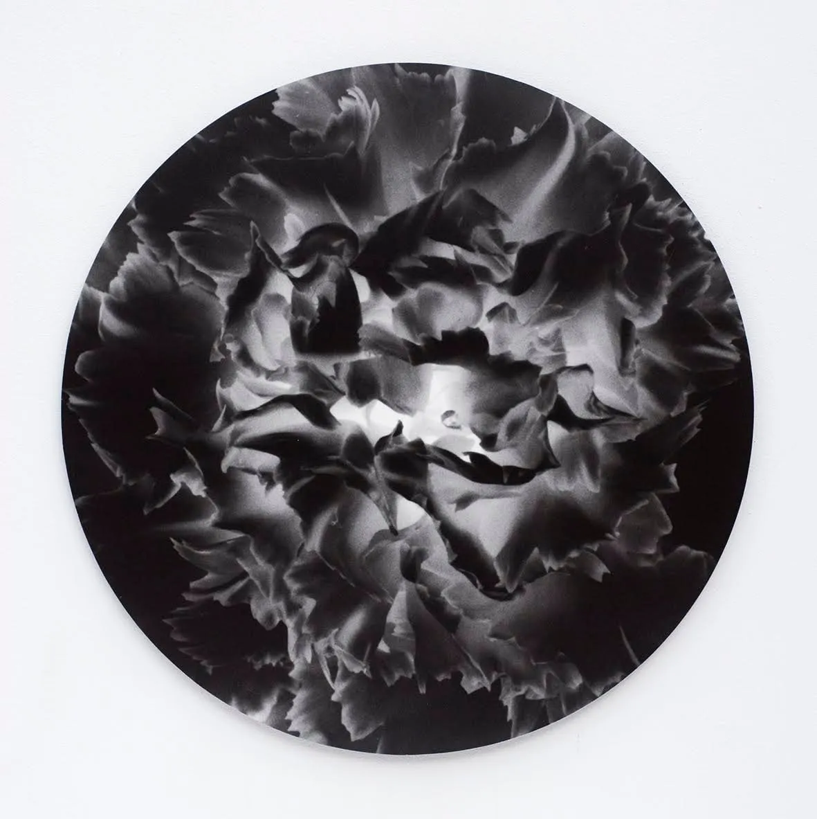 Sinje Dillenkofer, Carnation Series