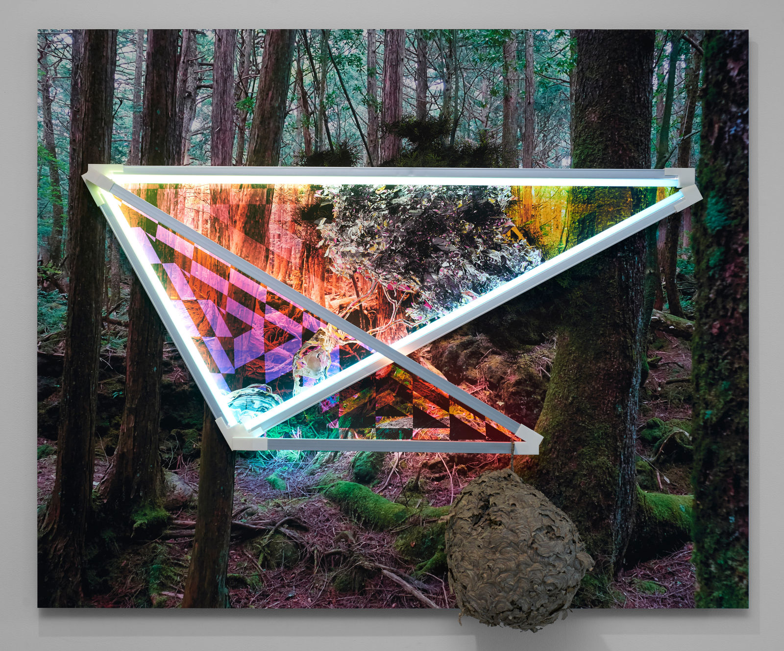 James Clar, Jeffrey Pine, Yosemite National Park / Jukai, Mount Fuji, 2018