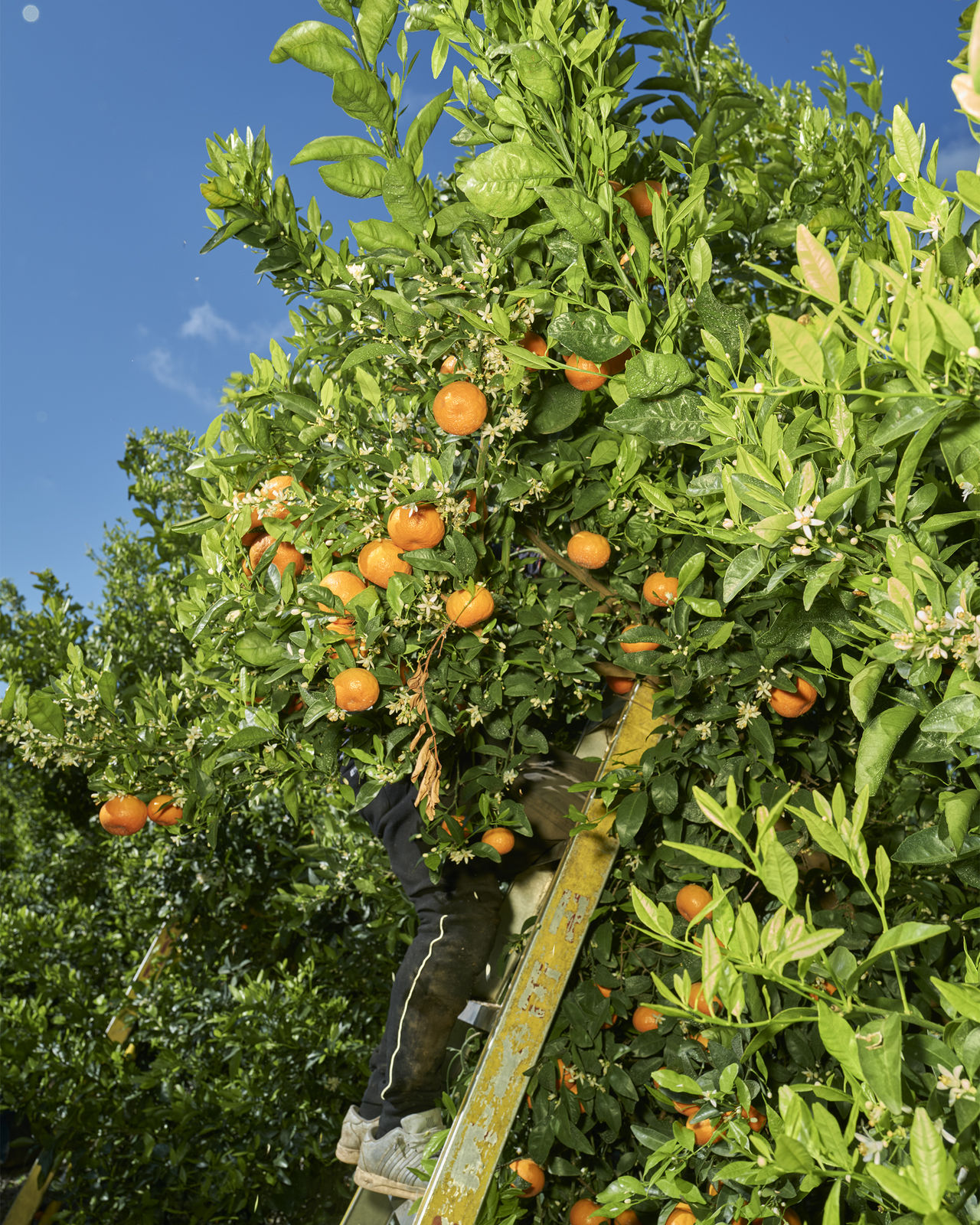 Wesaam Al-Badry, Tangerines #XII, 2020