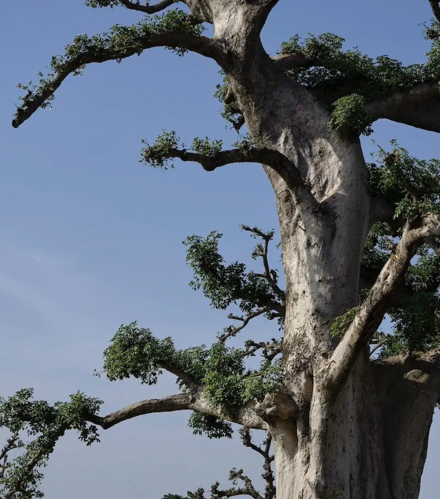 Lola Flash, The Little Prince, Sindia, Senegal (syzygy, the vision Series), 2024