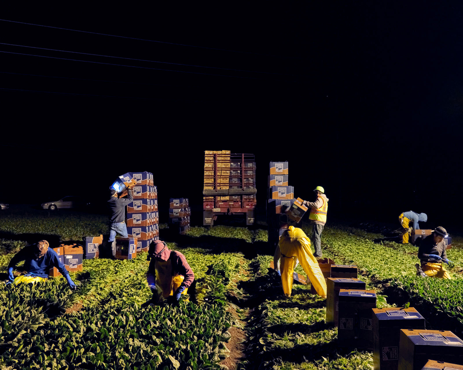 Wesaam Al-Badry, Harvesting lettuce near King City, 2020