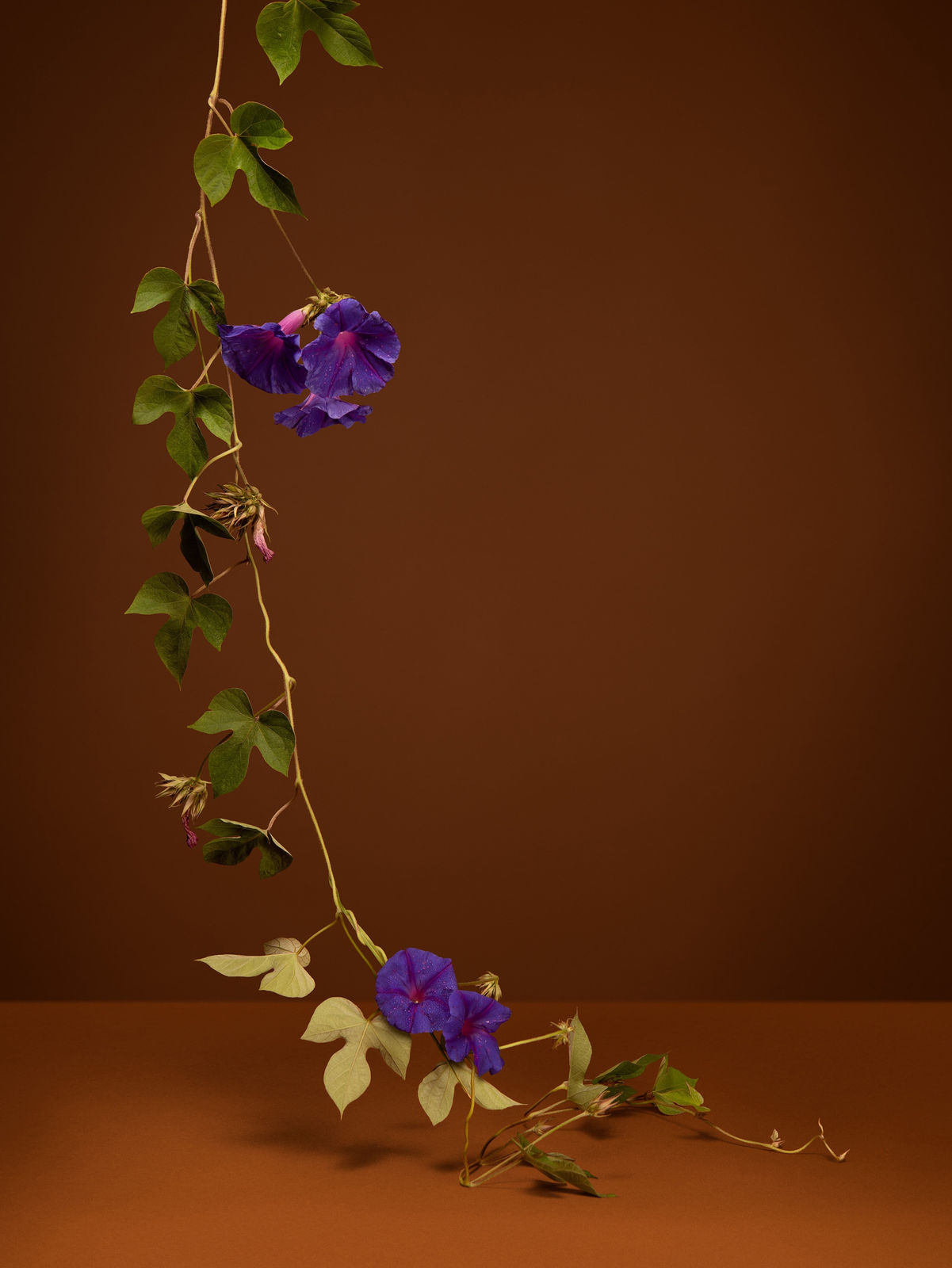 Ann Shelton Jhana Millers Gallery