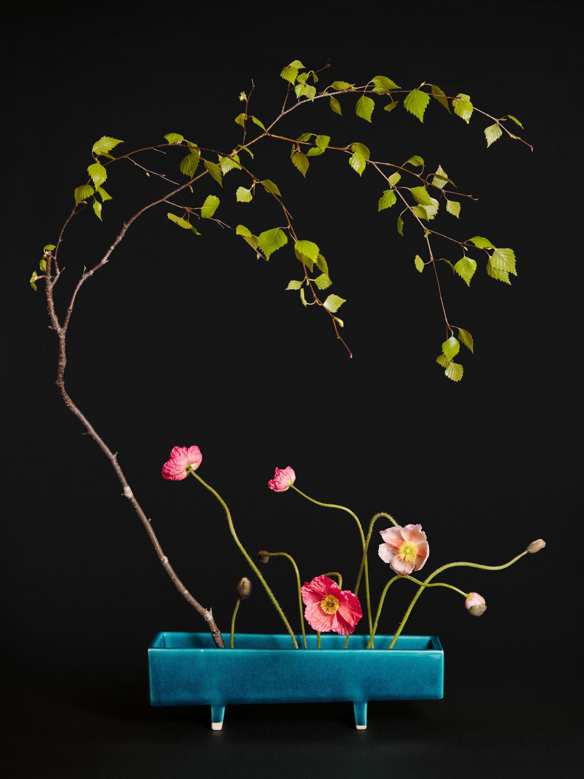 Ann Shelton, The Femme Fatale, Poppy (Papaver sp.), 2015