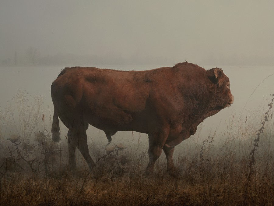 Rory Carnegie, Hamish in Wytham, Red Angus Bull, 2016