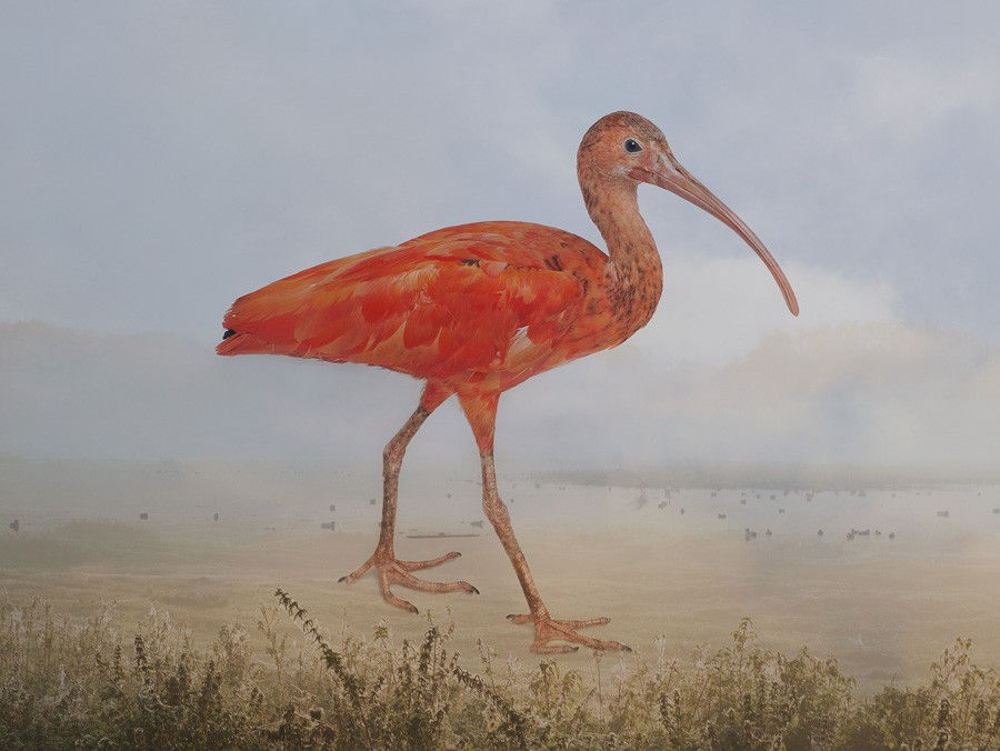 Rory Carnegie, Scarlet in Port Meadow, Scarlet Ibis , 2016