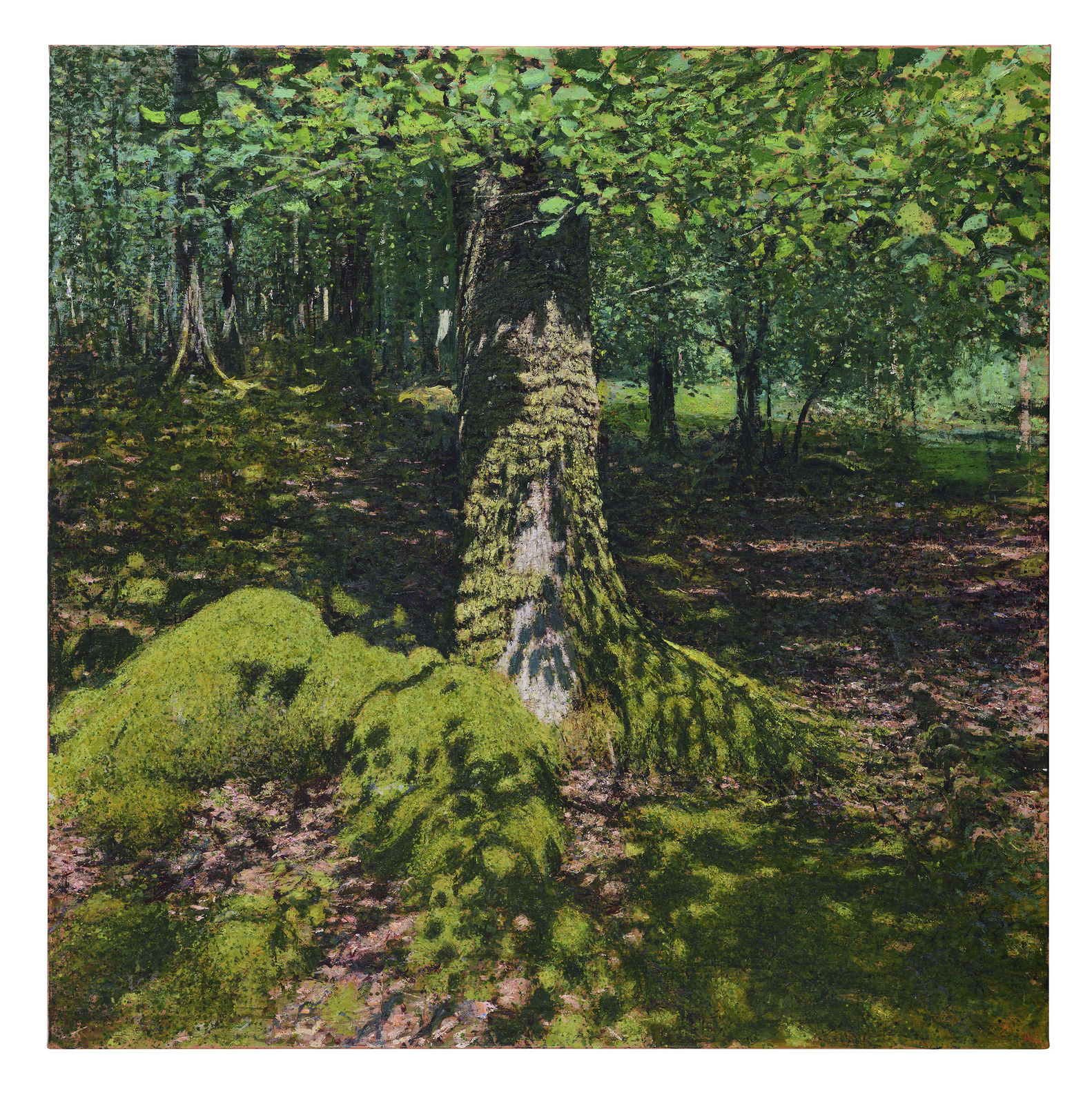Andrew Gifford, Dappled Light on Oak Tree Stump, Dolgellau, Ganllwyd, 2025