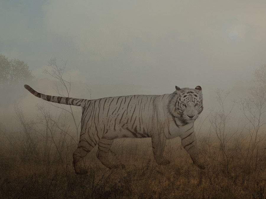 Rory Carnegie, Angelo, Siberian Tiger (Large)