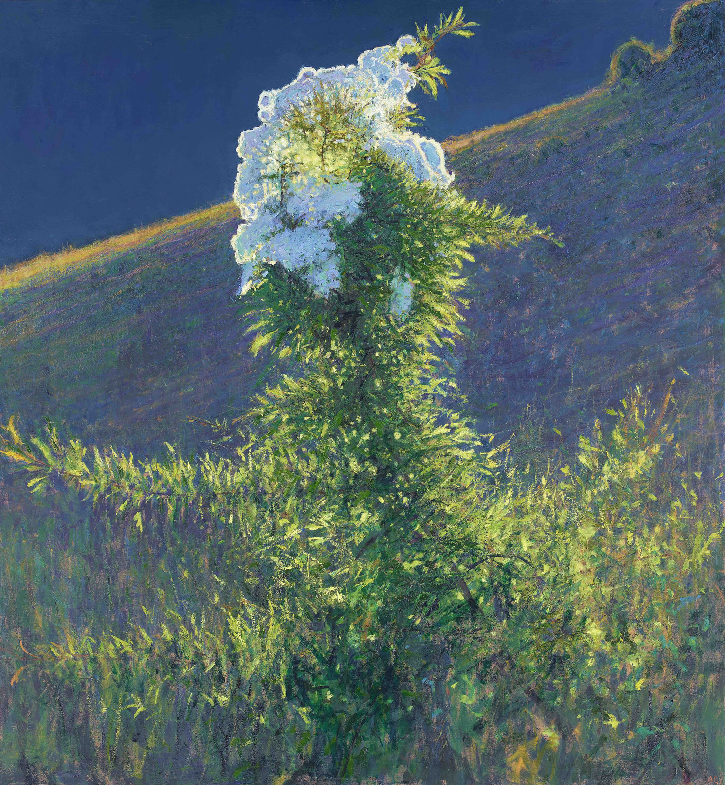 Andrew Gifford, Backlit Hawthorn in Late Evening Light, South Downs, 2021