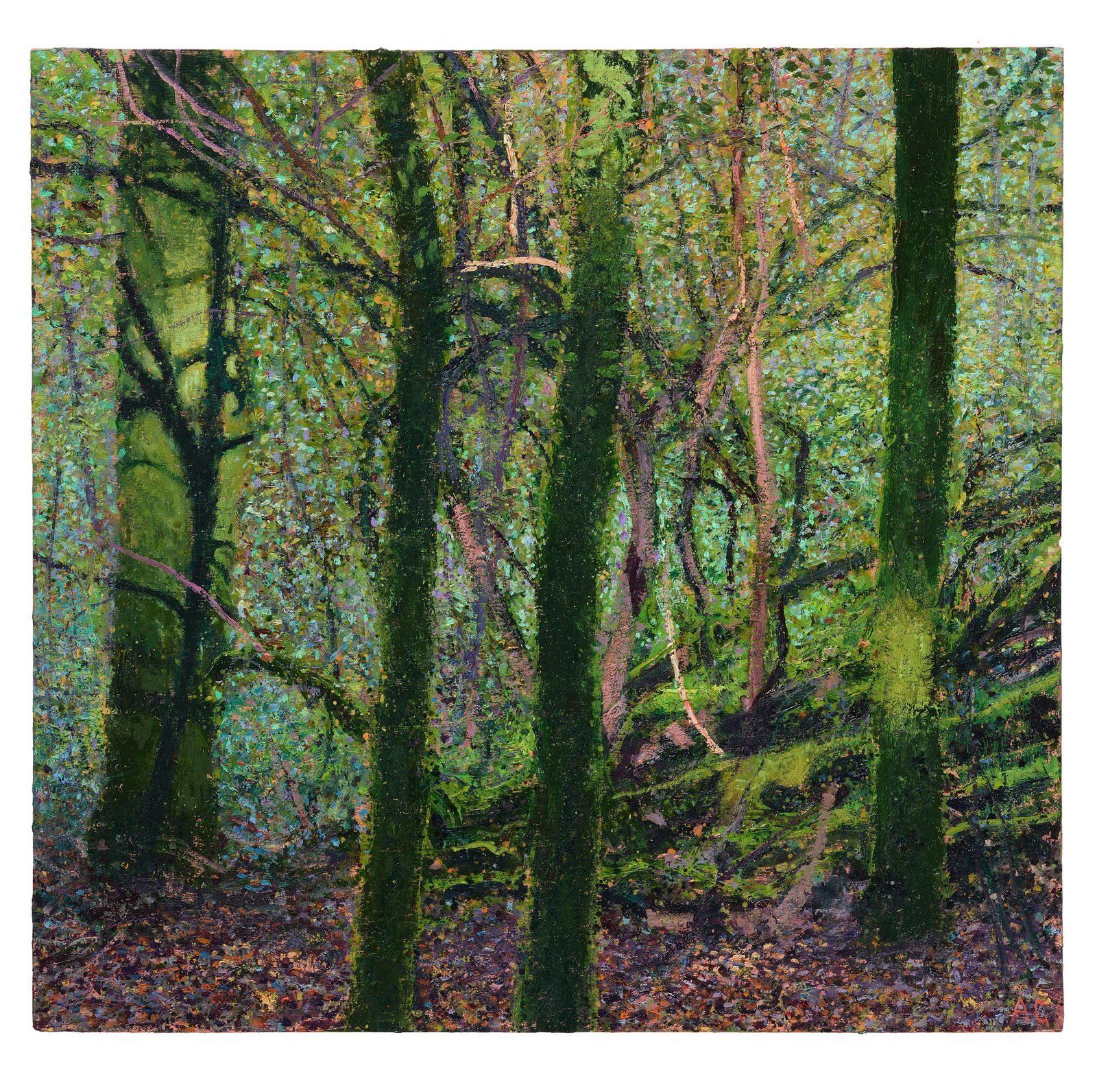 Andrew Gifford, 19. Beech Trees, Heligan , 2024/25