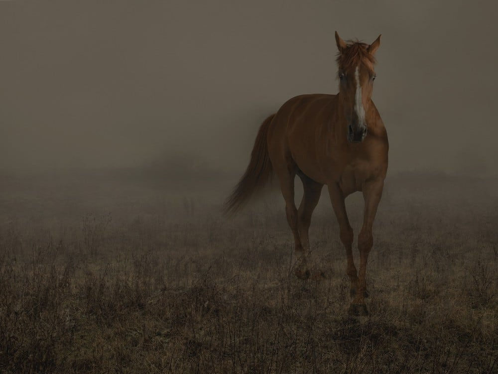 Rory Carnegie, Easter Dancer at Port Meadow