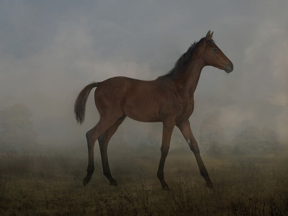 Rory Carnegie, Easter Eric at Blenheim