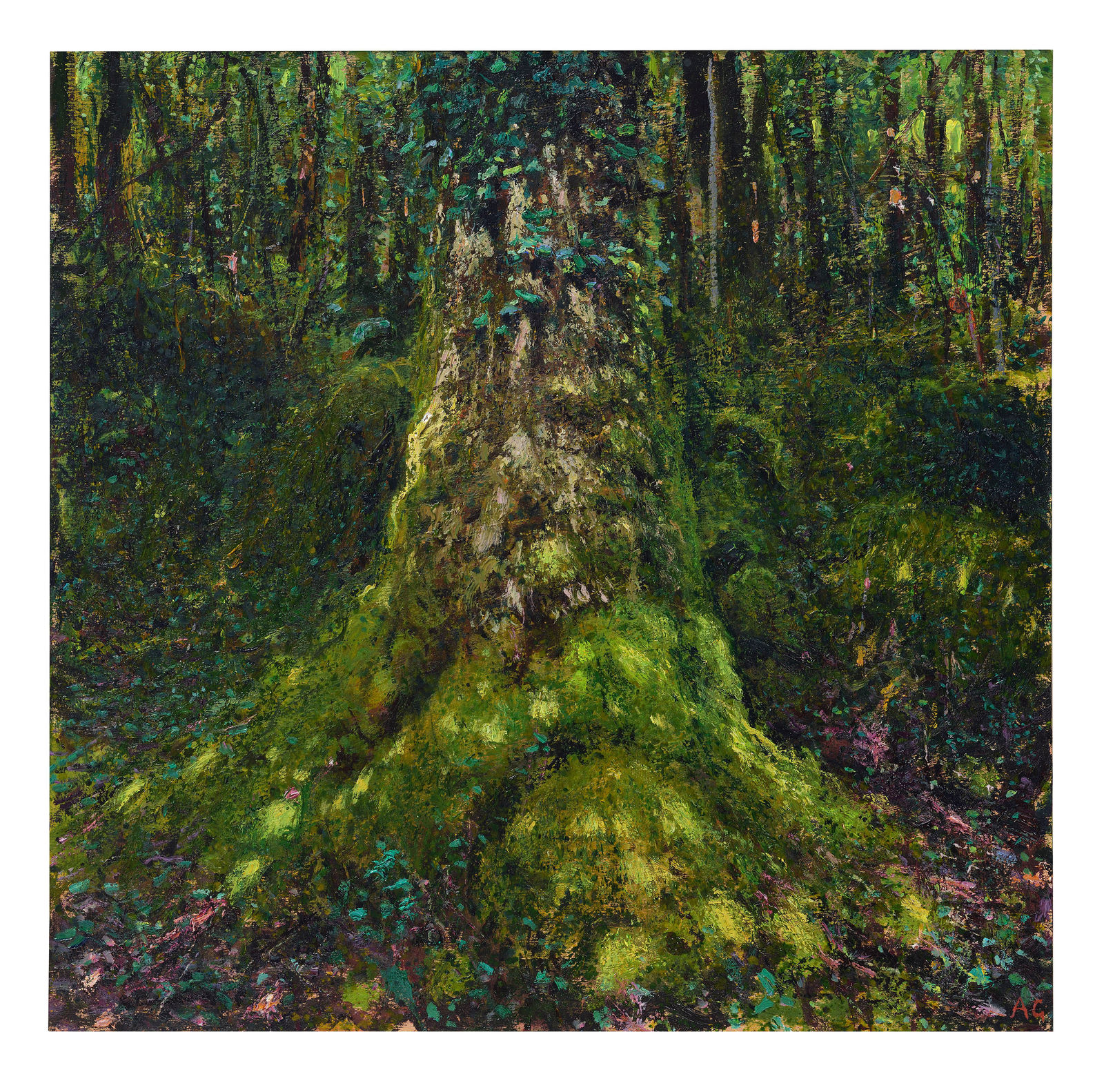 Andrew Gifford, 83. Light on Mossy Beech Study, Glengarriff, West Cork, 2025