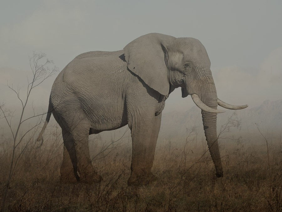 Rory Carnegie, Harry 1, African Elephant (Large)