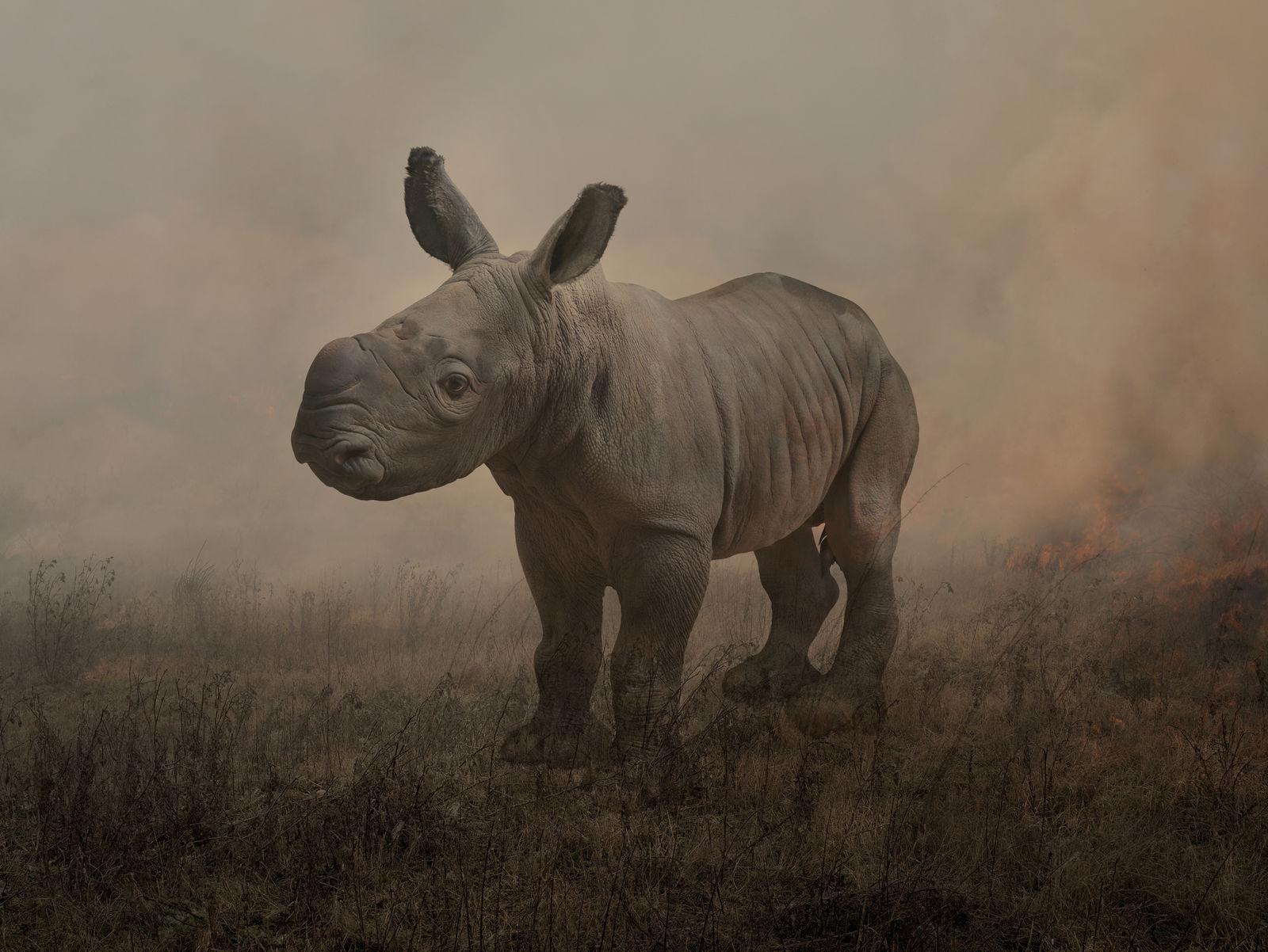 Rory Carnegie, Alan at One Day Old, 2018