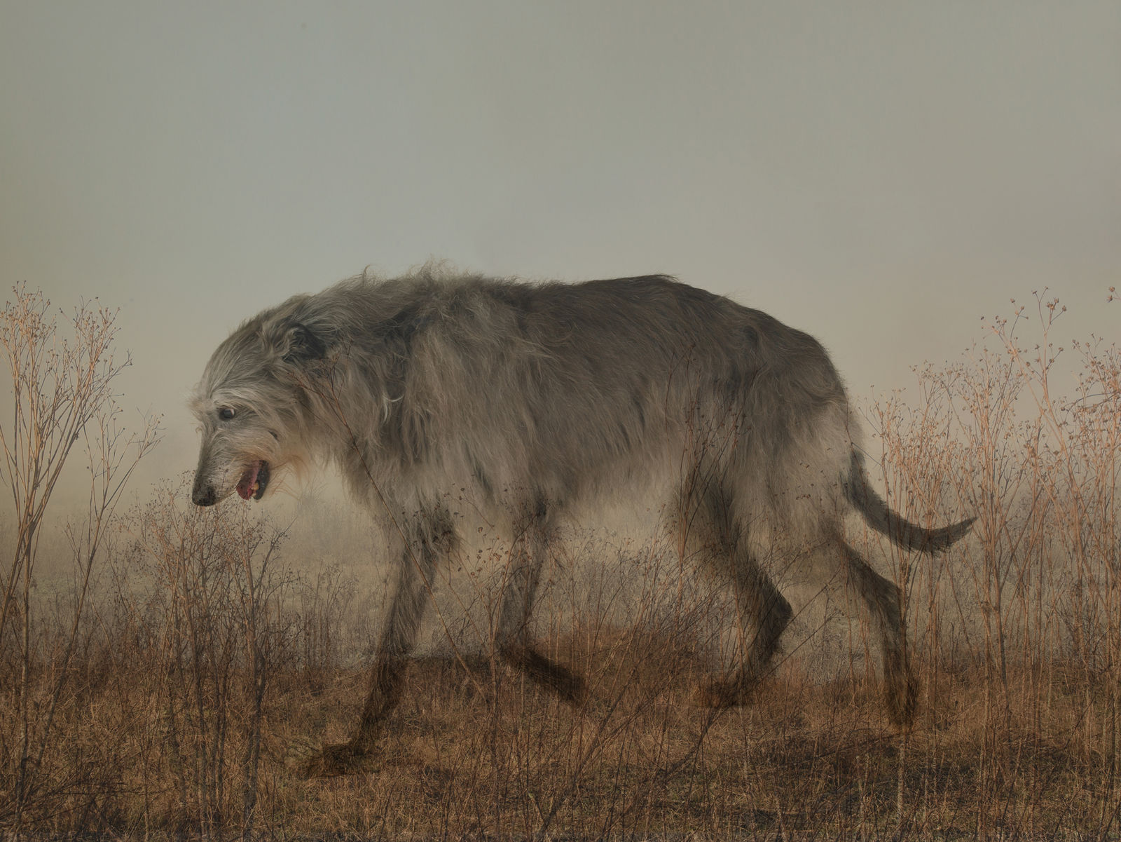Rory Carnegie, Shadow at Port Meadow, 2015