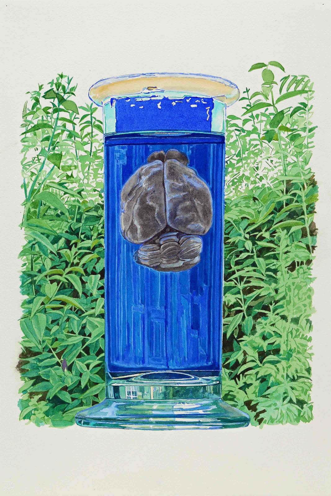 Stéphane Belzère, Cerveau-plantes n°5, 2019