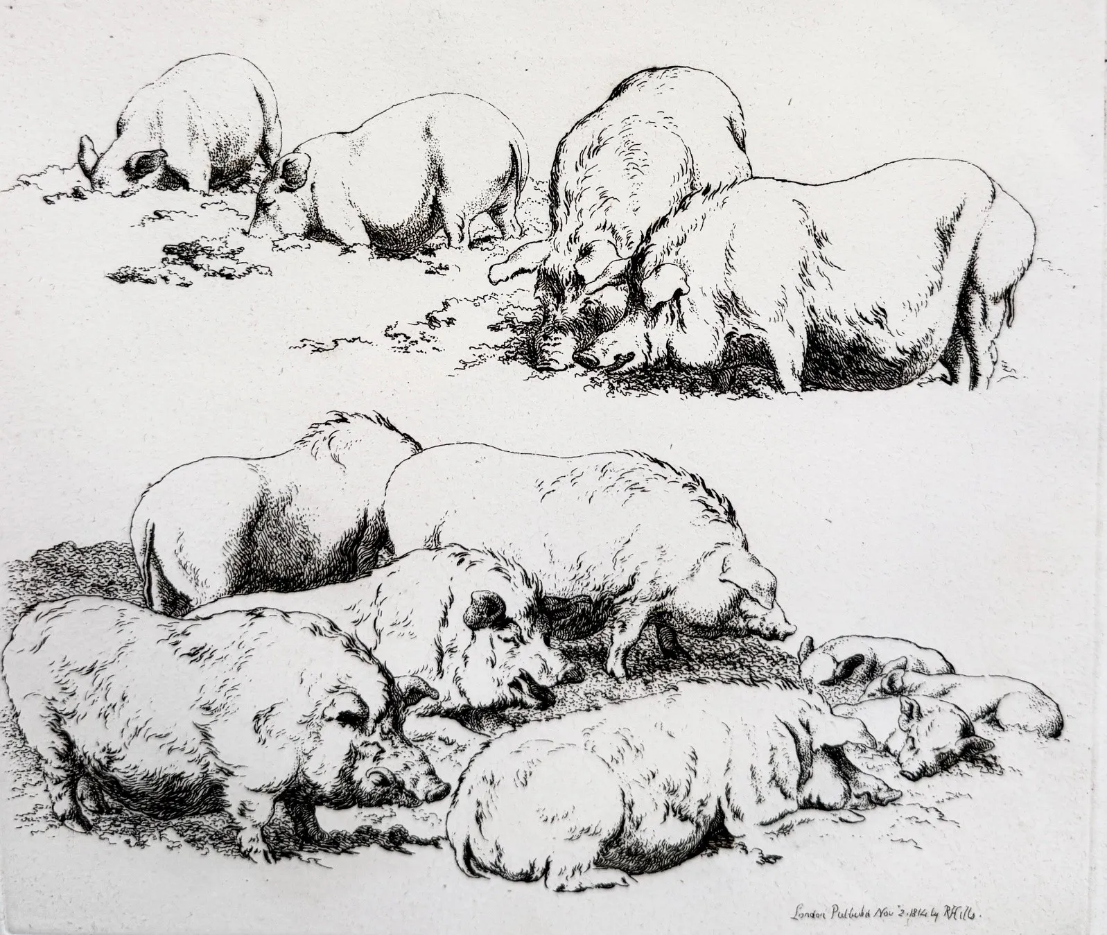 Stock Sale, Robert Hills (1769-1844): 'Vintage Swine'