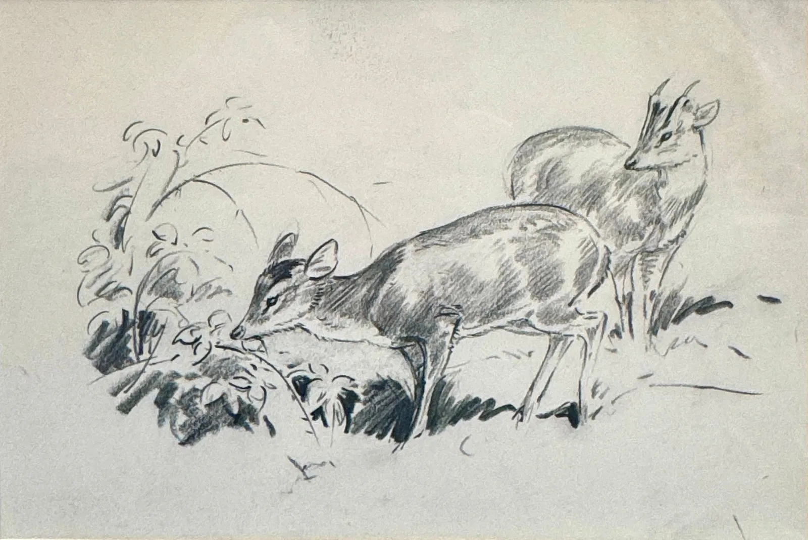 Stock Sale, Eileen Soper, RE (1905-1990): 'Study of a Foraging Muntjac'