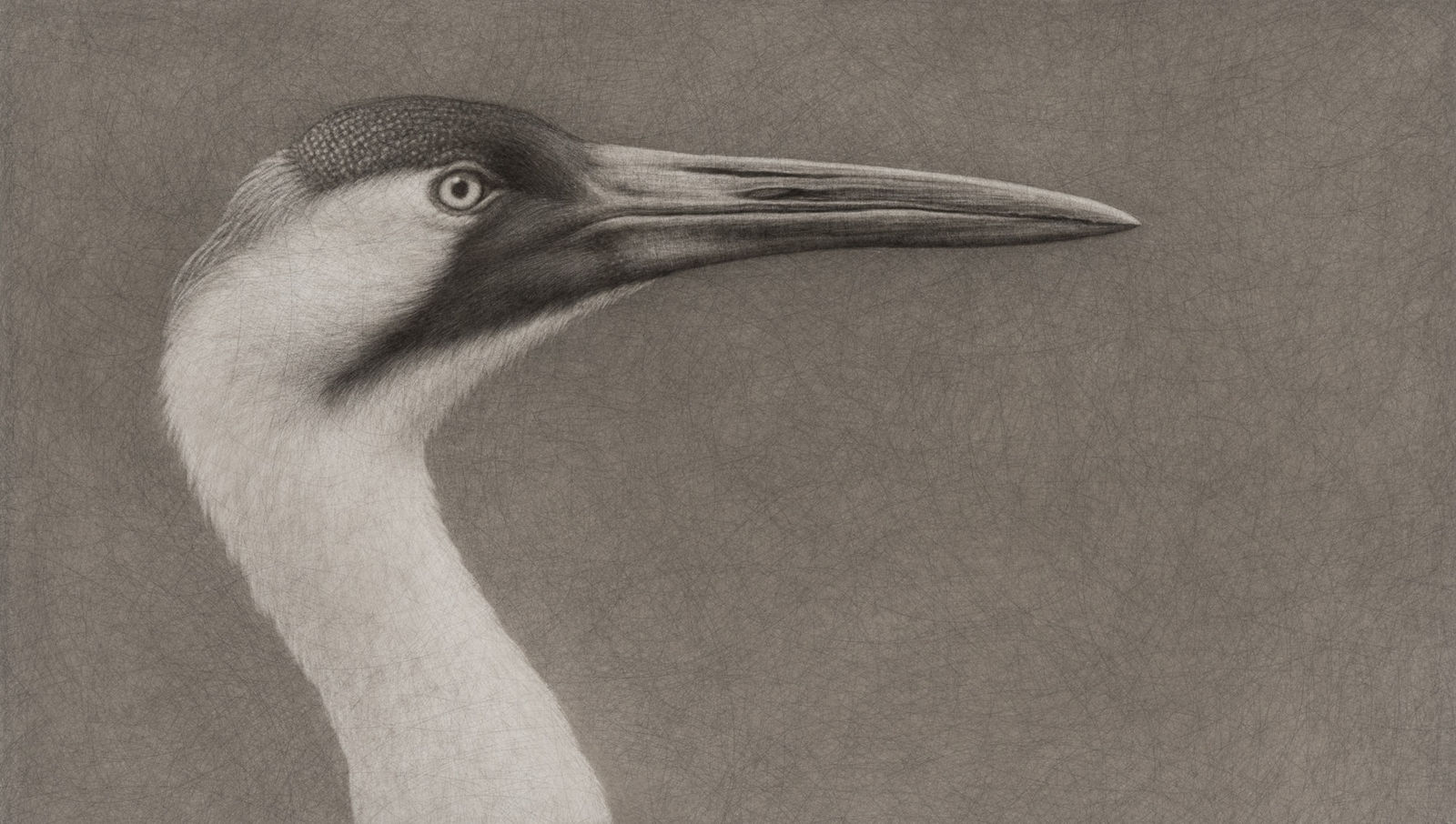 Lee Andre, Whooping Crane, 2024