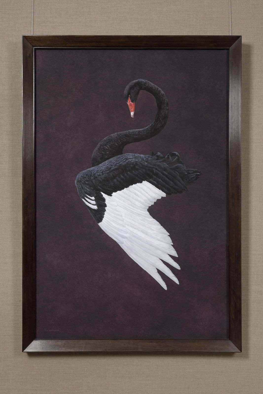 Tim Hayward, Black Swan - Aubergine, 2020